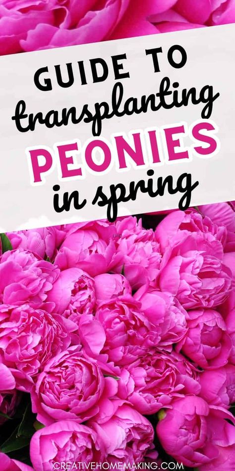 Learn how to successfully transplant peonies in the spring season with our comprehensive guide. Discover the best practices for ensuring your peonies thrive in their new location. Peony Farming, Transplanting Peonies, Transplant Peonies, Peony Flower Garden, Peony Plant, Transplanting Plants, Shrubs For Landscaping, Peony Farm, Peony Care