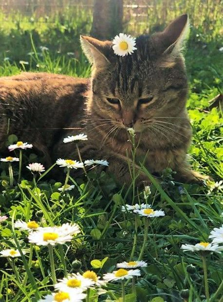 Cottage Core Cat, Flower Bed Edging, Aesthetic Cats, Cats Photos, Cat Flowers, Cute Cats Photos, Beautiful Photoshoot, Cute Photography, Dog Flower