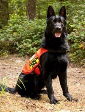 search-and-rescue-01-SAR-vom-banach-k9 German Shepherd Protection, Protection Dogs, Dog Soldiers, German Sheperd Dogs, Search And Rescue Dogs, Dog Training Classes, Black German Shepherd, Cheap Dogs, Best Dog Training