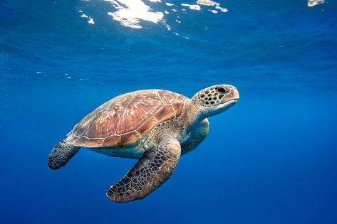 Sea Turtles Photography, Sea Turtle Wallpaper, Sea Turtle Pictures, Turtle Wallpaper, Turtle Images, Turtle Drawing, Sea Turtle Art, Diy Tank, Turtle Swimming