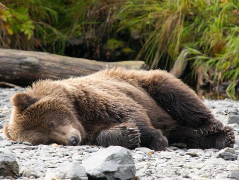 I got: A bear! Which Animal Do You Actually Sleep Like?You sleep like a bear! You tend to be the most active during the day, around midday. You have high sleep drives and you seem to walk around with your head in the clouds. You are an extremely loyal person and people appreciate how easy it is to talk to you! Sleeping Animals, Bear Pictures, Canvas Easy, Wake Me, Grizzly Bear, Wildlife Art, Wake Me Up, Canvas Home, Brown Bear