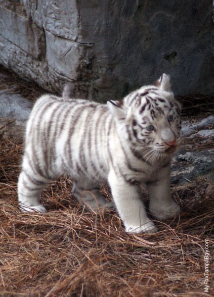 Baby White Tiger, Tiger Spirit Animal, Baby Tigers, Tiger Cubs, White Tigers, Pet Tiger, Baby Tiger, Tiger Cub, Book Character