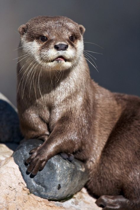 River Otter Eurasian Otter, Otter Drawing, Otter Illustration, Otter Art, Otters Cute, Otter Love, Baby Otters, Classic Photography, River Otter