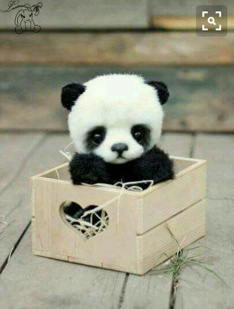 Panda Bear, In A Box, A Box