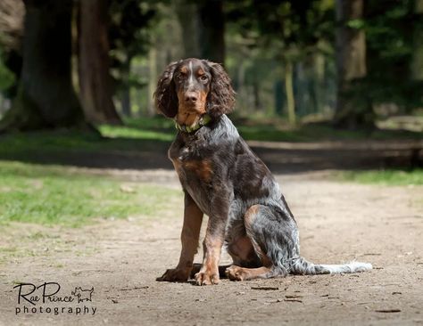 Picardy Spaniel, Beautiful Dog Breeds, Beautiful Dog, Springer Spaniel, Cute Creatures, Cocker Spaniel, Nature Animals, Beautiful Dogs, Four Legged