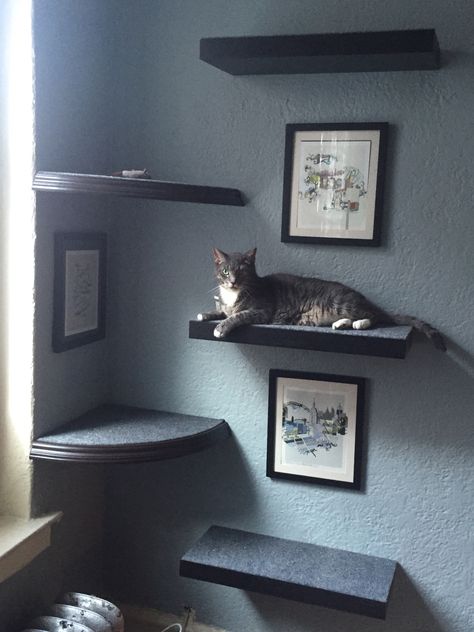 Cat Shelf Above Window, Shelves For Cats Diy, Cat Shelf Wall Ideas, Minimalist Cat Shelves, Cat Floating Shelves, Cat Shelf Gallery Wall, Gallery Wall With Cat Shelves, Floating Shelves For Cats, Picture Frame Cat Shelf