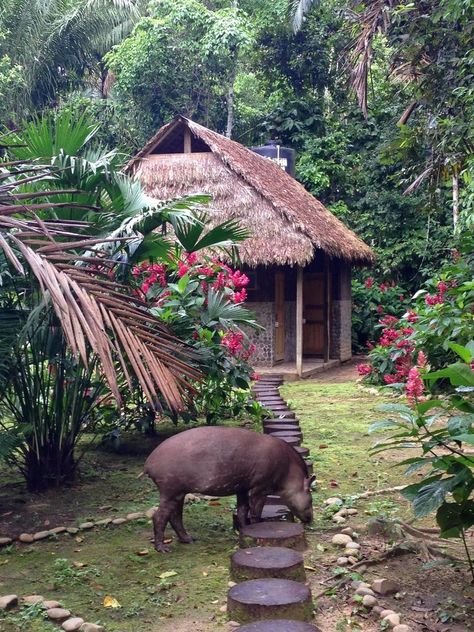 Bolivia Travel Guide | Two Wandering Soles Peru Jungle, Living In The Jungle, Jungle Pictures, Jungle Home, African Jungle, Amazon Jungle, A Frame Cabins, Jungle Life, Bolivia Travel