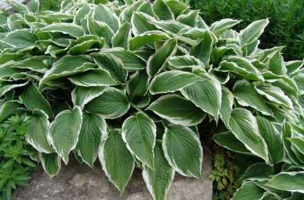 Types Of Hostas, Front Yard Plants, Plantain Lily, Yard Plants, Shade Tolerant Plants, Hosta Varieties, Hosta Plants, Home Landscaping, Garden Yard Ideas