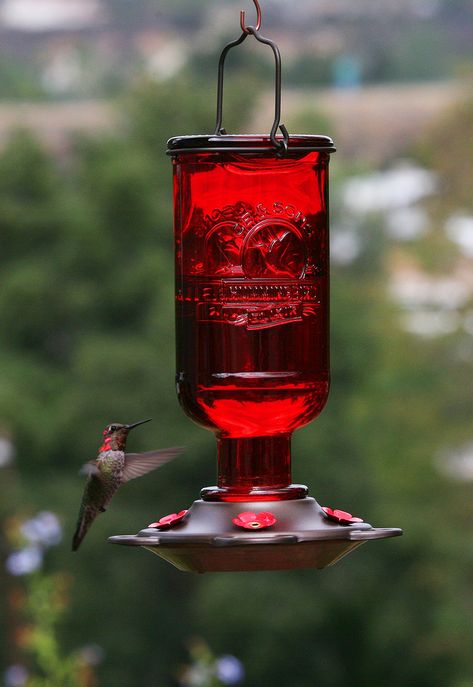 Red hummingbird feeder Attracting Hummingbirds, Red Hummingbird, Hummingbird Food, Hummingbird Plants, Ribbon Tree, Glass Hummingbird Feeders, Glass Hummingbird, Hummingbird Feeder, Hummingbird Garden