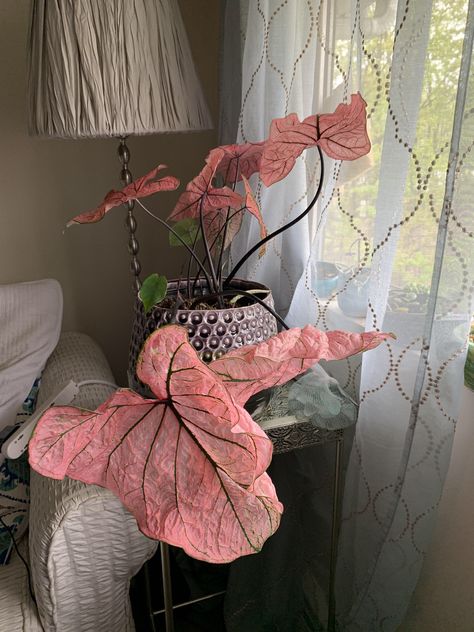 Pink beauty caladium Pink Princess Symphony Caladium, Caladium Pink Symphony, Plants With Pink Leaves, Pink Symphony Caladium, Pink Caladium, Pink Leaf Plant, Caladium Plants, Plants Are Friends, Pink Plant