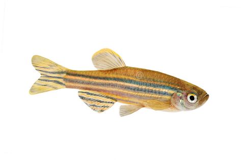 Zebrafish Zebra Barb Danio rerio freshwater aquarium fish. Isolated on white bac , #sponsored, #Danio, #rerio, #Barb, #Zebrafish, #Zebra #ad Zebra Fish, Fish Model, Poultry Feed, Cells Activity, Fish Feed, Freshwater Aquarium Fish, Fish Stock, Fish And Meat, Fish Drawings