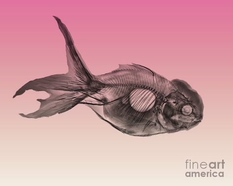 X-ray goldfish Goldfish Skeleton, Color Gradient Palette, Gradient Palette, Goldfish Tattoo, Fish Rug, Fish Illustrations, Arm Tats, Golden Fish, Animals To Draw