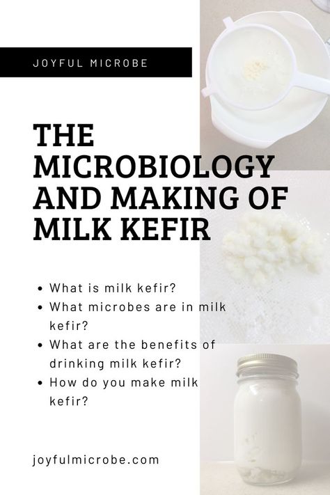 Milk Kefir Grains, Kombucha Scoby, Starter Cultures, Nutrient Dense Foods, Fermented Milk, Kefir Recipes, Kefir Grains, Nourishing Traditions, Milk Kefir