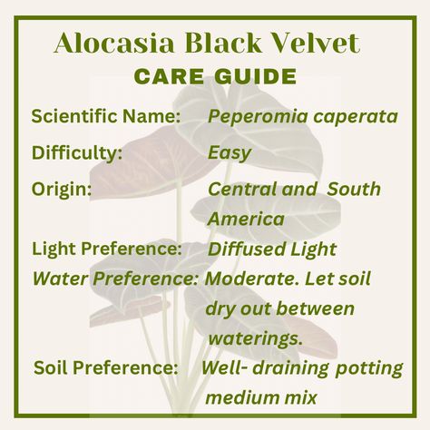 Black Velvet Plant Care, Alocasia Black Velvet, Happy And Healthy, Water Lighting, Diffused Light, Care Tips, Plant Care, Planting, Black Velvet