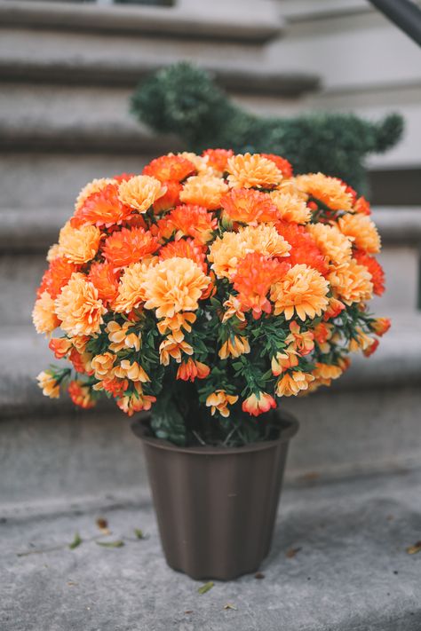 I put Mitch in charge of buying mums for the front stoop this year, as I was in charge last year and they all died within the first two weeks despite constant watering. 😆

This past summer, we went faux with nearly every outdoor plant, with the exception of the gardens in the front, and never looked back. Not surprisingly, Mitch wanted to go faux with the mums. Faux Mums, Faux Outdoor Plants, Artificial Flowers Outdoors, Front Porch Flower Pots, Front Door Planters, Potted Mums, Summer Planter, Garden Mum, Outside Fall Decor