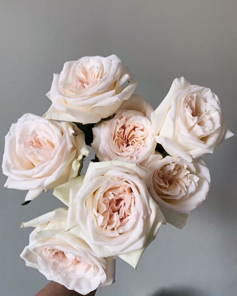 O Hara Rose, Flower Guide, May Weddings, Blush Flowers, Flower Therapy, Garden Roses, Wholesale Flowers, Birds Of Prey, Doja Cat