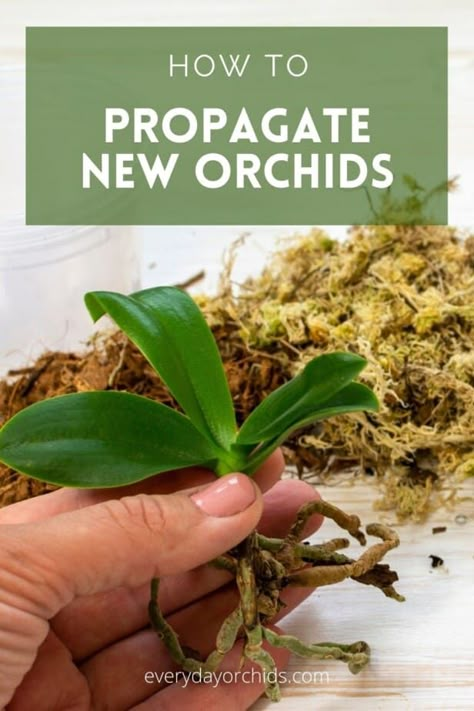 Orchid Mount, Propagating Orchids, Mounting Orchids, Mounted Orchids, Orchid Propagation, Baby Orchid, Grow Orchids, Repotting Orchids, Indoor Orchids