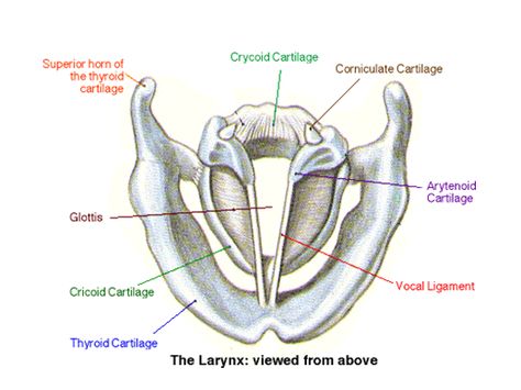 Larynx from Above Vocal Anatomy, Slp Anatomy, Science Diagram, Human Body Lesson, Vocal Technique, Vocal Chords, Human Body Facts, Surgical Technologist, Brain Anatomy