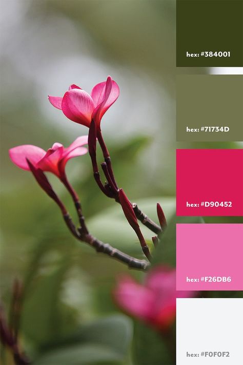 Fuschia and green color palette from an image of a flower Color Palette Pink And Green, Olive Green Rooms, Jewelry Branding Ideas, Lady Lair, Sage Color Palette, Florist Branding, Olive Kitchen, Newsletter Ideas, Pink Color Combination