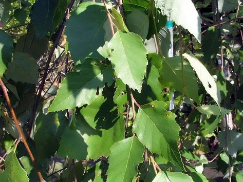 Betula – Birch Trees - Hello Hello Plants & Garden Supplies Cold Climate Gardening, Betula Pendula, River Birch, Birch Leaf, Yellow Plants, Specimen Trees, Single Tree, Plant Supplies, Garden Types