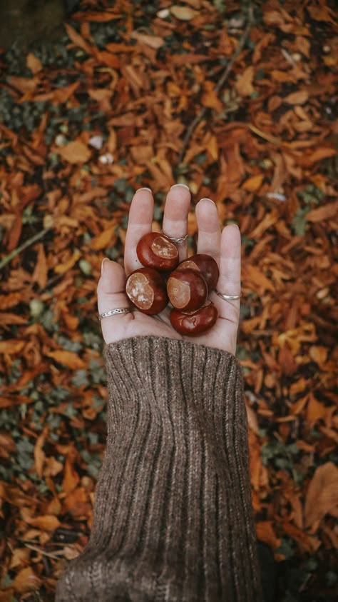 The Midsummer Child Autumn Pictures Instagram, Slow Autumn, Fall Flatlay, Autumn Produce, Walking Forest, Autumn Flatlay, Tis Autumn, Autumn Tale, Autumn Cottagecore