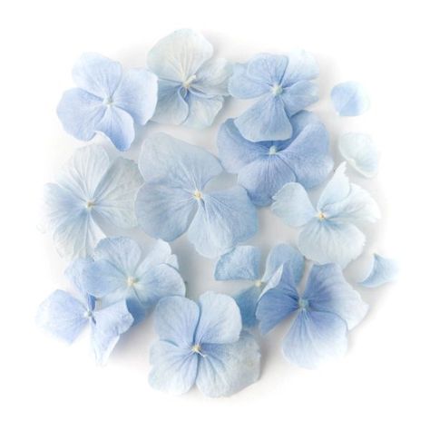 ECO-FRIENDLY CONFETTI: The Confetti Sample Service from The Real Flower Petal Confetti Company. 100% biodegradable confetti petals.    #confetti #weddingconfetti #ecofriendlyconfetti #biodegradableconfetti #naturalconfetti Hydrangea Shade, Flower Petal Confetti, Eco Friendly Confetti, Hydrangea Petals, Petal Confetti, Lilac Blue, Hydrangeas Wedding, Light Blue Aesthetic, Dusky Blue