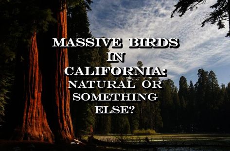 Weird And Creepy, Folsom Lake, Bigfoot Sightings, Winged Creatures, Strange History, Paranormal Investigation, Writing Stuff, Creepy Stuff, Unusual Things