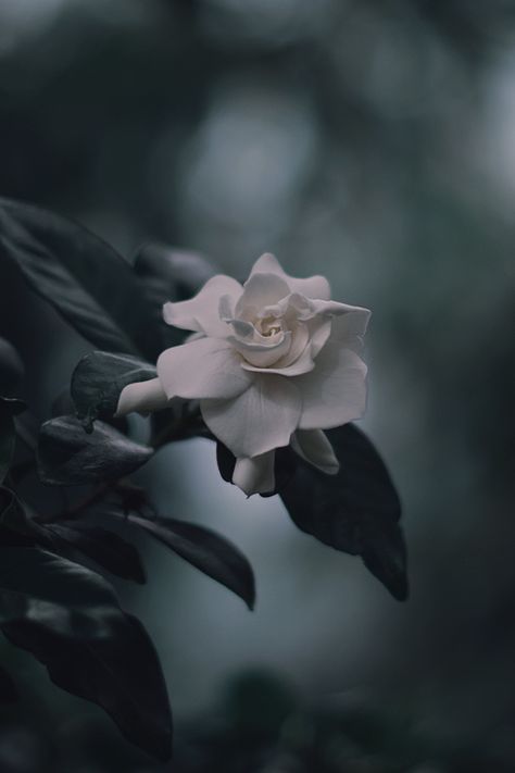 Gardenia Wallpaper Iphone, Gardenia Flower Photography, Gardenia Flower Meaning, Gucci Gorgeous Gardenia, Flores Wallpaper, Everblooming Gardenia, Midnight Garden, Moon Garden, Alam Yang Indah