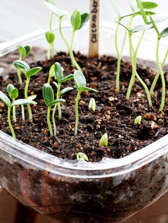 Starting Cucumber Seeds Indoors - The Farm Girl Blog Growing Cucumbers From Seed, Homesteading Inspiration, Cucumber Seedlings, Growing Seedlings, Seedlings Indoors, Tattoo Plant, Cucumber Plant, Growing Cucumbers, Cucumber Seeds