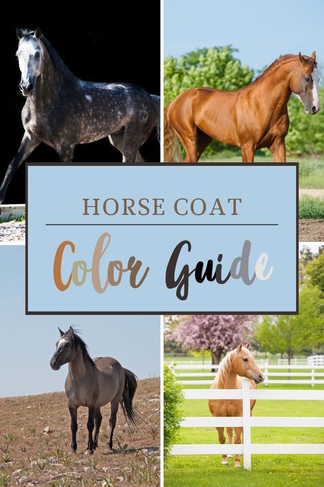 Roan Horse Colors, Horse Colors Chart, Horse Coat Patterns, Dunn Horse, Horse Color Chart, Rare Horse Colors, Blue Roan Horse, Horse Colours, Grulla Horse