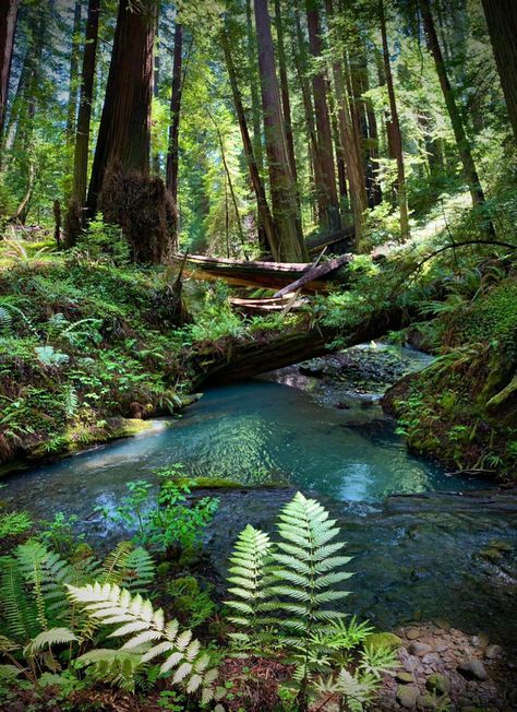 Water Ferns, Humboldt Redwoods State Park, Humboldt County California, Humboldt County, Places In California, Redwood Tree, Redwood Forest, Oregon Travel, Fantasy Places