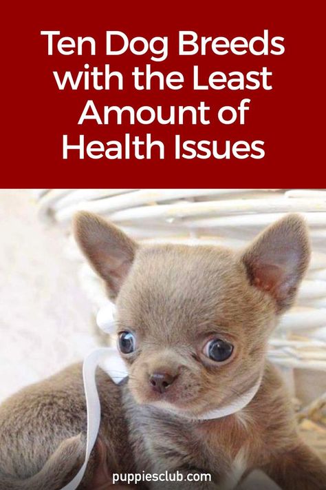 10-dog-breeds-with-the-least-amount-of-health-issues Adoption Tips, Puppy Training Guide, Miniature Dog Breeds, Face Health, Dog Fails, Helpful Things, Dog Training Advice, Miniature Dogs, Calm Dogs