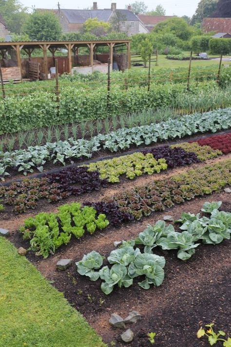 Plan Potager, Vegetable Garden Raised Beds, Garden Layout Vegetable, Building A Raised Garden, Plants Growing, Potager Garden, Backyard Vegetable Gardens, Market Garden, Veg Garden