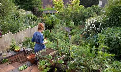 Coming out in the garden. Alys Fowler in her garden, The Guardian, November 2016 Alys Fowler, In Her Garden, Potager Garden, Pollinator Garden, Apartment Garden, Edible Garden, Lawn And Garden, Garden Styles, Permaculture