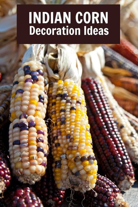 What To Do With Indian Corn, Fall Decor With Indian Corn, How To Decorate With Indian Corn, Fall Corn Decor, Dried Corn Stalks Decor, Corn Cob Decorations Fall Crafts, Decorating With Indian Corn, Indian Corn Decor, Dried Corn Decor