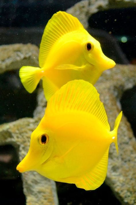 Saltwater Aquarium Beginner, Yellow Tang, Tang Fish, Saltwater Aquarium Fish, Saltwater Fish Tanks, Marine Algae, Salt Water Fishing, Salt Water Fish, Saltwater Fish