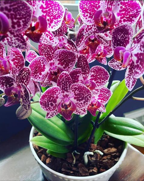 Bright purple and white satiny flowers on a Phaleonopsis orchid plant Phaelonopsis Orchid, Orchid Care Rebloom, White Phalaenopsis Orchid, White Phaleonopsis Orchid, Phalaenopsis Orchid Care, Orchid Varieties, Orchid Plant Care, Orchid In The Wild, Dark Purple Flowers