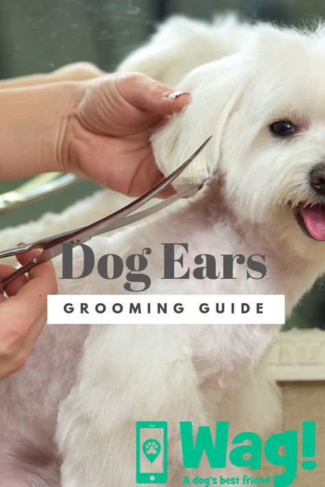 Dog Ear Grooming Guide #doggrooming #diydoggrooming #dogtips #dogsafety #dogwellness #wagwalking #wagdogwalking Morkie Grooming Styles, Diy Grooming Salon, Maltese Grooming Styles, Grooming Salon Ideas, Dog Grooming Salon Ideas, Maltese Dogs Grooming, Dog Grooming Shih Tzu, Dog Grooming Diy, Goldendoodle Grooming