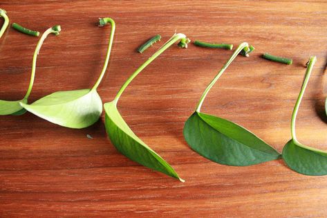 Good to Know: How to Propagate a Pothos Plant — CARMEON HAMILTON Pots Aesthetic, Indoor Planters Pots, Carmeon Hamilton, Indoor Herb Garden Diy, Pothos Vine, Indoor Plants Styling, Snake Plants, Home Decor Aesthetic, Plants Are Friends