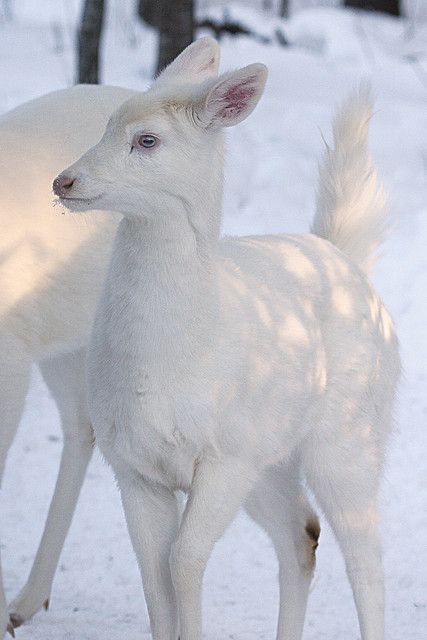 Cervatillo albino. Albino Deer, White Animals, Albino Animals, White Deer, Wild Kingdom, Mule Deer, Rare Animals, Manx, Awesome Animals