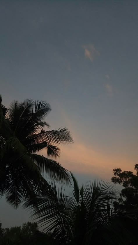 Nice Aesthetic Pictures, Sunset Asthetic Snap, Tree Asthetic Picture, Sky And Trees Aesthetic, Sky Aesthetic Pics, Sky Dp, Sky Coconut Tree, Nature Trees Aesthetic, Sunset Pictures Aesthetic