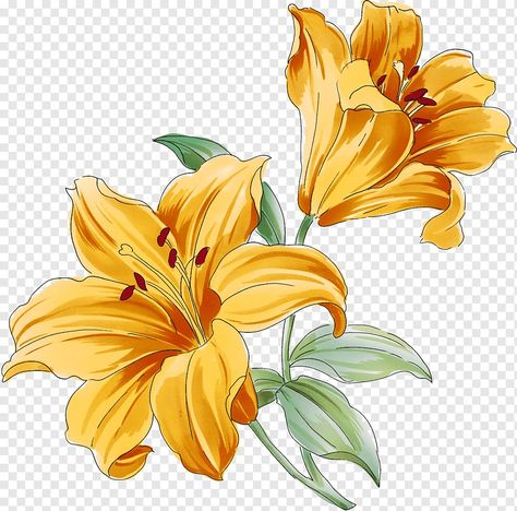 Lily Flower Drawing, Yellow Lily Flower, Lily Drawing, Flower Bouquet Drawing, Lilies Drawing, Shoe Art Drawing, Watercolor Flower Background, Flowers To Paint, Lily Painting