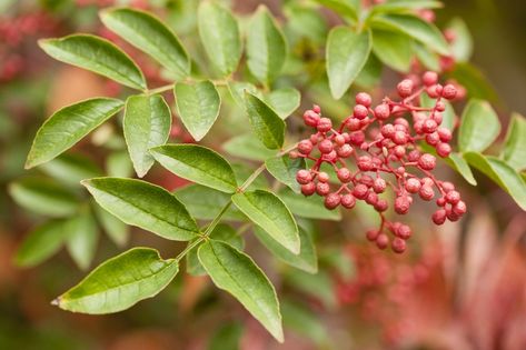 Zanthoxylum simulans (Chinese-Pepper, Flatspine Prickly Ash, Szechuan Pepper) | North Carolina Extension Gardener Plant Toolbox Szechuan Peppercorn, Ash Leaf, Bacterial Diseases, Soil Texture, Heirloom Vegetables, Plant Seeds, Vase Shapes, Chinese Cooking, Organic Matter