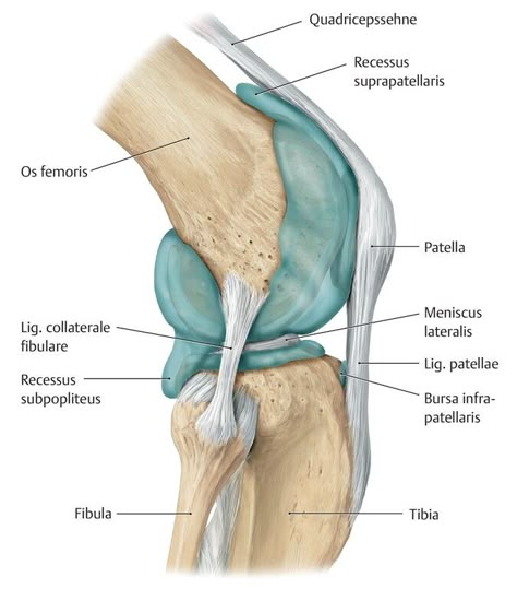 Muscular System Anatomy, Joints Anatomy, Leg Anatomy, Human Muscle Anatomy, Gross Anatomy, Basic Anatomy And Physiology, Human Body Anatomy, Anatomy Tutorial, Medicine Student