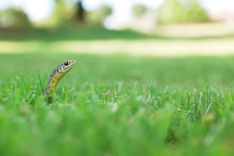 Snake Grass, Snake Farm, Snake In The Grass, Garden Water Fountains, A Snake, Grass Green, The Grass, Green Grass, A Sea