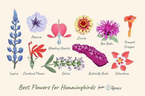 Choosing the right flowering plants can help attract hummingbirds to your garden. Here are 10 flowers to plant to provide food for these flying jewels. Attracting Hummingbirds, Hummingbird Nests, Lupine Flowers, Hummingbird Plants, Dye Flowers, Hummingbird Flowers, Best Flowers, Hummingbird Garden, Diy Gardening