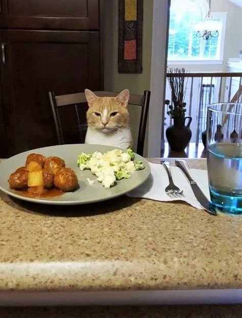 Cats Eating Together, Good Morning Minions, Cat Getting Arrested, Cat Eating Burger, Full Of Soup Cat, Cat Cooking, Beryl Cook, Silly Cars, Soft Kitty Warm Kitty