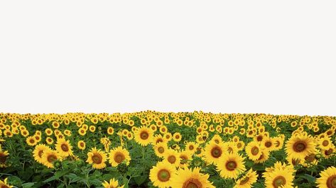 Sunflower field border background, aesthetic design psd | premium image by rawpixel.com / Adjima Aesthetic Border, Sunflower Aesthetic, Sunflower Images, Border Background, Sunflower Garden, Sunflower Field, Background Aesthetic, Sunflower Fields, Flower Border