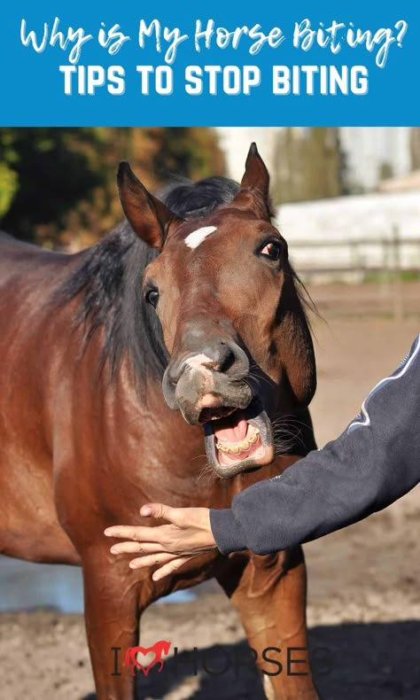 Does your horse bite? Don't miss out on reasons why your horse is biting you and how to stop them from biting you or each other! These horse care hacks will help you prevent injury and keep your horse happy! Horse Biting Another Horse, Horse Stretches, Ignoring People, Natural Horsemanship Training, Horse Hacks, Horse Training Exercises, Horse Behavior, Horseback Riding Tips, Horse Barn Ideas Stables