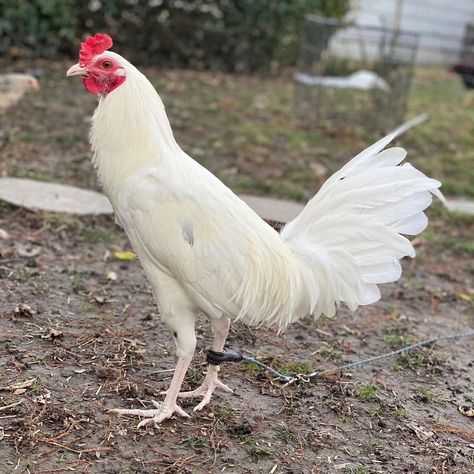 White Kelso cock available for sale, message me for more info if interested #gamefarm #gamefowl #gallos #gallosfinos #sabong #gamefowlnation #gamefowlbreeder #gallosdepelea #gallosdecombate #gallero #sabongnation #gamefowlbreeders #sabongero #galleros #sabonglife #gallofino #kelso #americangamefowl #rooster #gallo #hatchgamefowl #chicken #backyardbreeders #manok #gamefowllife #hawaiigamefowl #backyardbreeder #gamebirds #hatch #gamebirdbreeders Hawaii Games, Gamebirds, Game Fowl, Chicken Farming, Game Birds, Message Me, Rooster, Chicken, For Sale